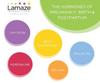 Understanding the different hormones and their role during your pregnancy, birth and early postpartum is really beneficial - especially if you are hoping for a normal physiological labour and birth. 

Hormones, as they say, are EVERYTHING! Our amazing bodies produce a potent cocktail of hormones that drive labour and help us to manage the intensity of labour when contractions start to get longer and closer together. 

When we interrupt the normal flow of hormones with synthetic versions or with pain medications, we are highly likely to change the course of the labour from that point onwards. 

Here's a quick rundown of these wonderful hormones:

Oxytocin – the hormone of love and connection. Released when we feel safe, unobserved, protected, loved.

Adrenaline – the “fight or flight” hormone. Released when we feel anxious, frightened, observed.

Beta-endorphins – nature’s “opiate” or natural pain relief. Released when our body is working hard during labour.

Relaxin - The hormone which helps our ligaments to relax and stretch during labour particularly (especially the ligaments in our pelvis which help to make room for baby!)

Prolactin – the main hormone of breastmilk synthesis. Also the parenting hormone, present in men and women. Promotes nurturing behaviours. 

The amazing Dr Sarah Buckley is widely considered to be one of the world's foremost experts on the hormonal physiology of birth. We can highly recommend her wonderful book, Gentle Birth, Gentle Mothering. 

Be sure also to check out her amazing research on hormones - https://sarahbuckley.com/hormonal-physiology-of-childbearing-report/

#lamazeaustralia #informedbirth #lamazepregnancy #lamazeinternational #birth #childbirth #motherhood #lamaze6HBP #lamazebirthclass #childbirthclass #lamazeclasses #lamaze #lamazeeducation #evidencebasedchildbirtheducation #pregnancy #lamazechildbirtheducators #lamazeclass #parenthood #newborn #postpartum #birthhormones #oxytocin
